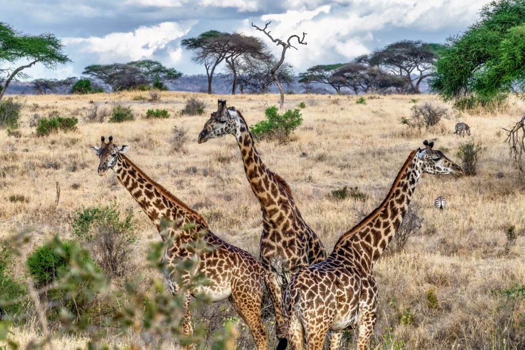 Adventure travel safari with giraffes